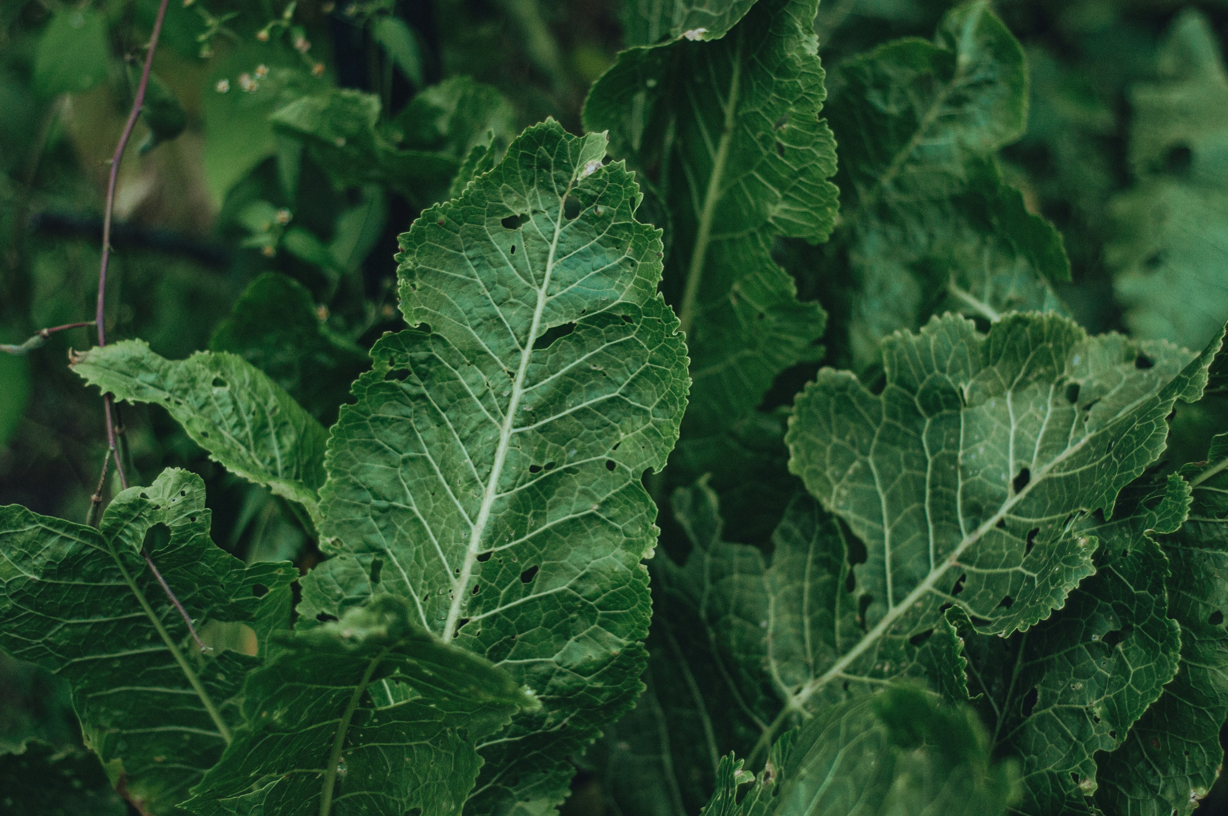 green leaves in close up photography